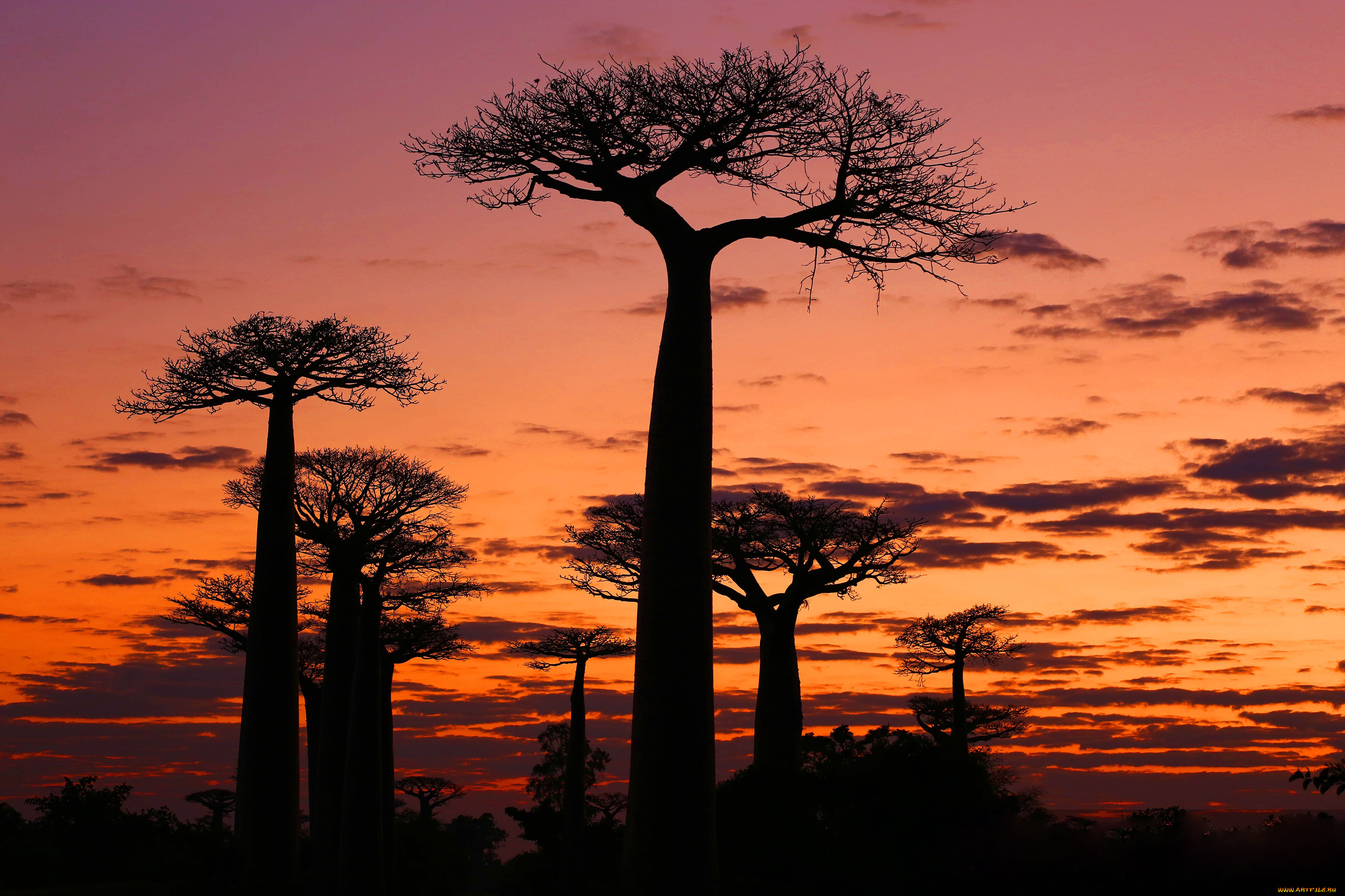 Африканский закат с баобабами